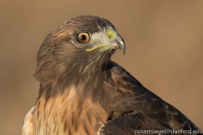 red-tailed hawk